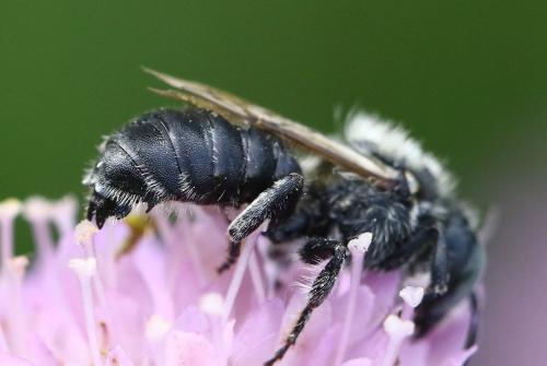 Réf. 299 779 : Hoplitis bisulca